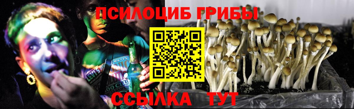 Галлюциногенные грибы Psilocybine cubensis  Вход с VPN  Псилоцибиновые грибы прущие грибы  Пенза 
